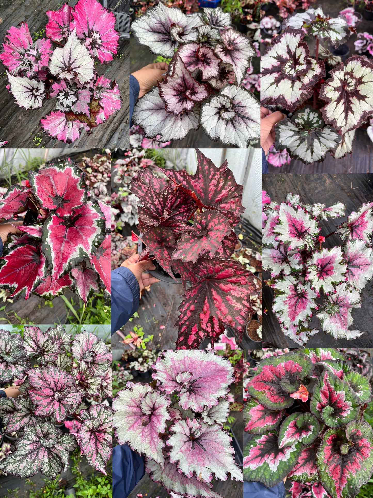 Begonia beautiful mix-Set of 10 plants