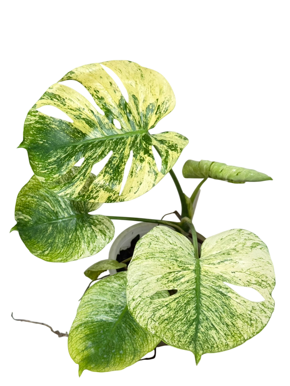 Monstera Deliciosa “Mint Siam” – Lucky Plants Thailand Monstera Deliciosa “Mint Siam” – Lucky Plants Thailand