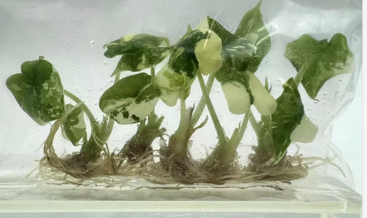 Alocasia Melo Albo Variegated – Tissue Culture Plantlets | Set of 10