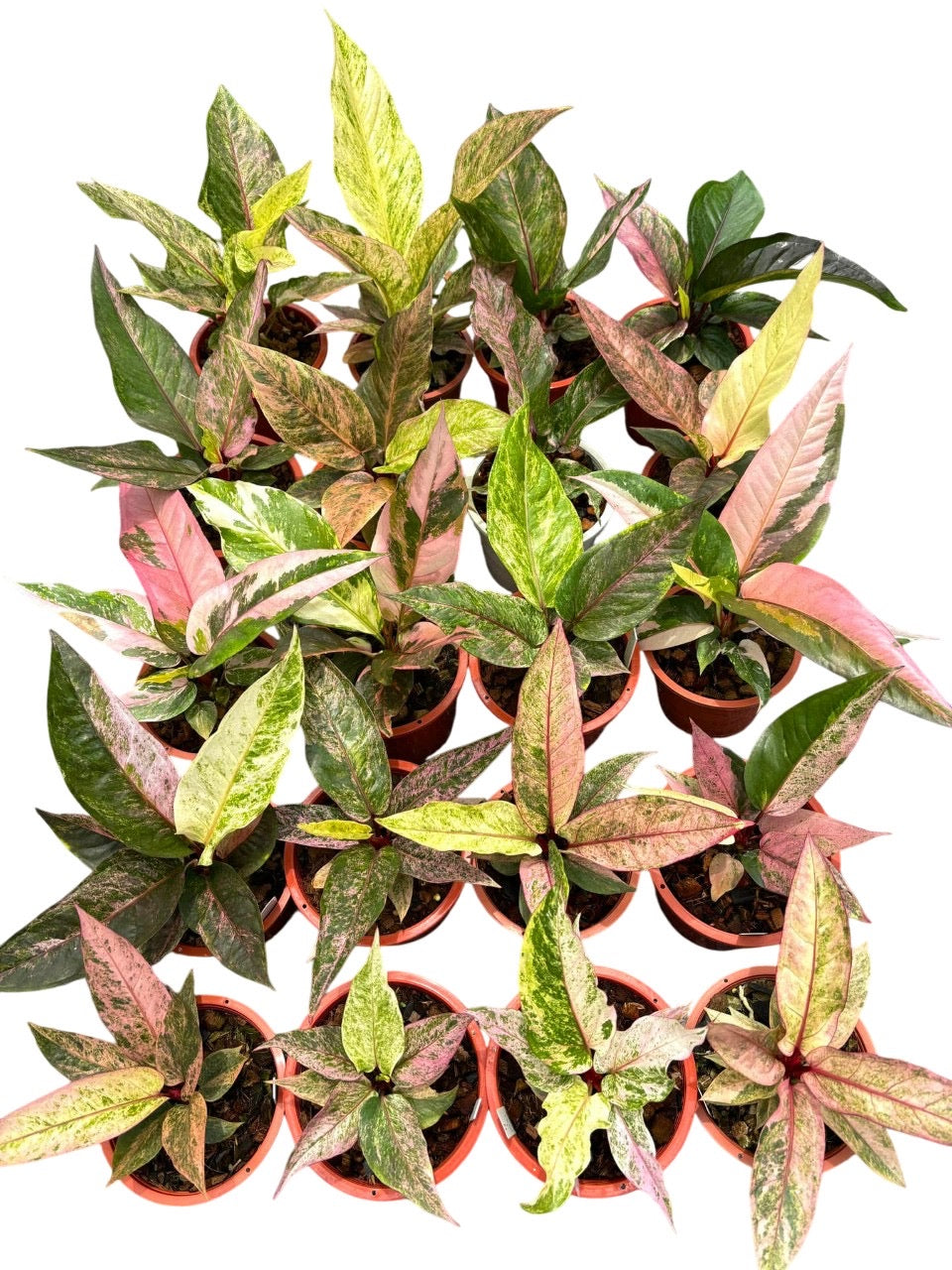 anthurium lucky plant Anthurium Renaissance Variegated (small)