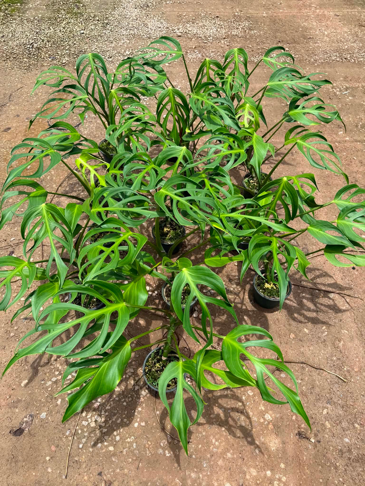 Monstera Burle Flame large size (1 Plant)