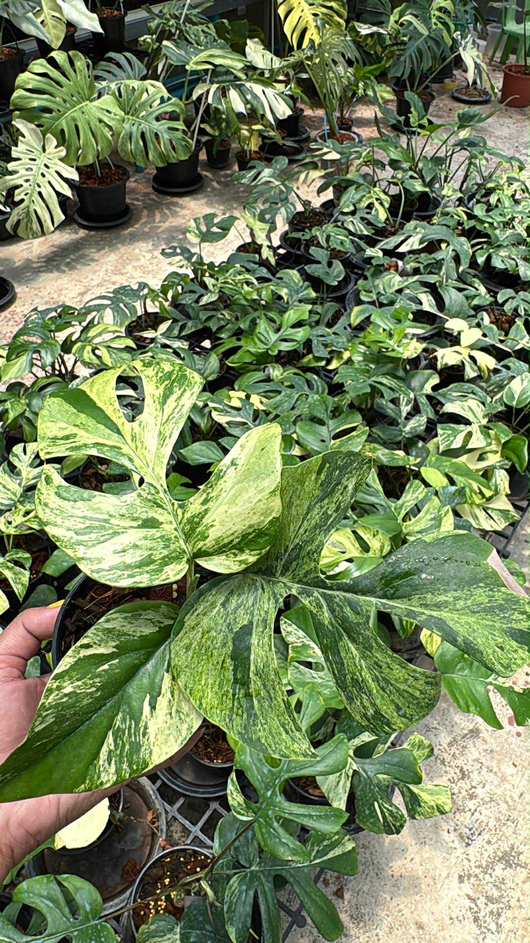 Rhaphidophora Tetrasperma “Migma Set of 5 plants