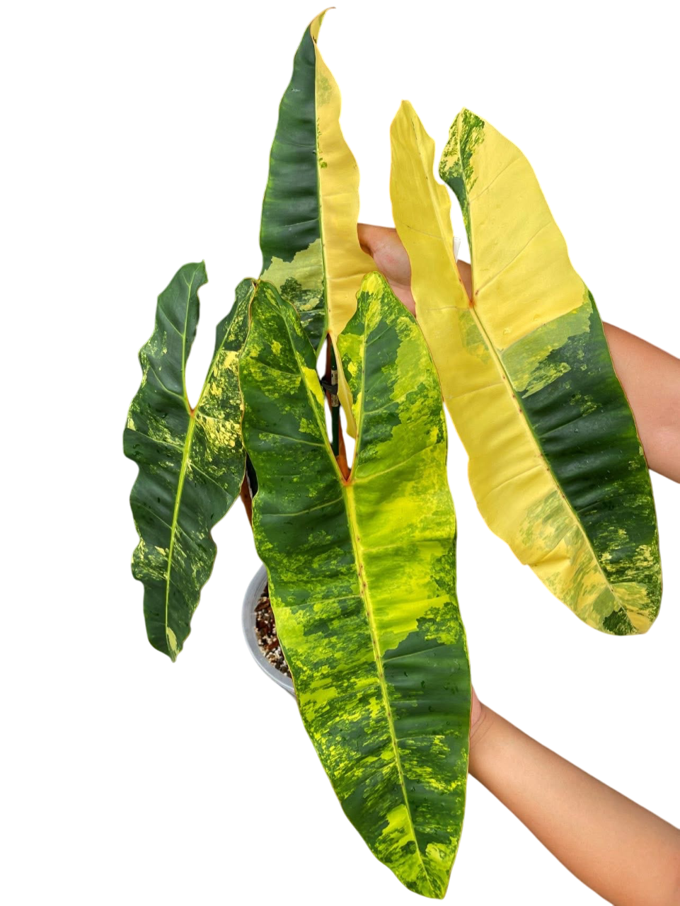 Philodendron Billiteae Variegated 3-4 Leaves