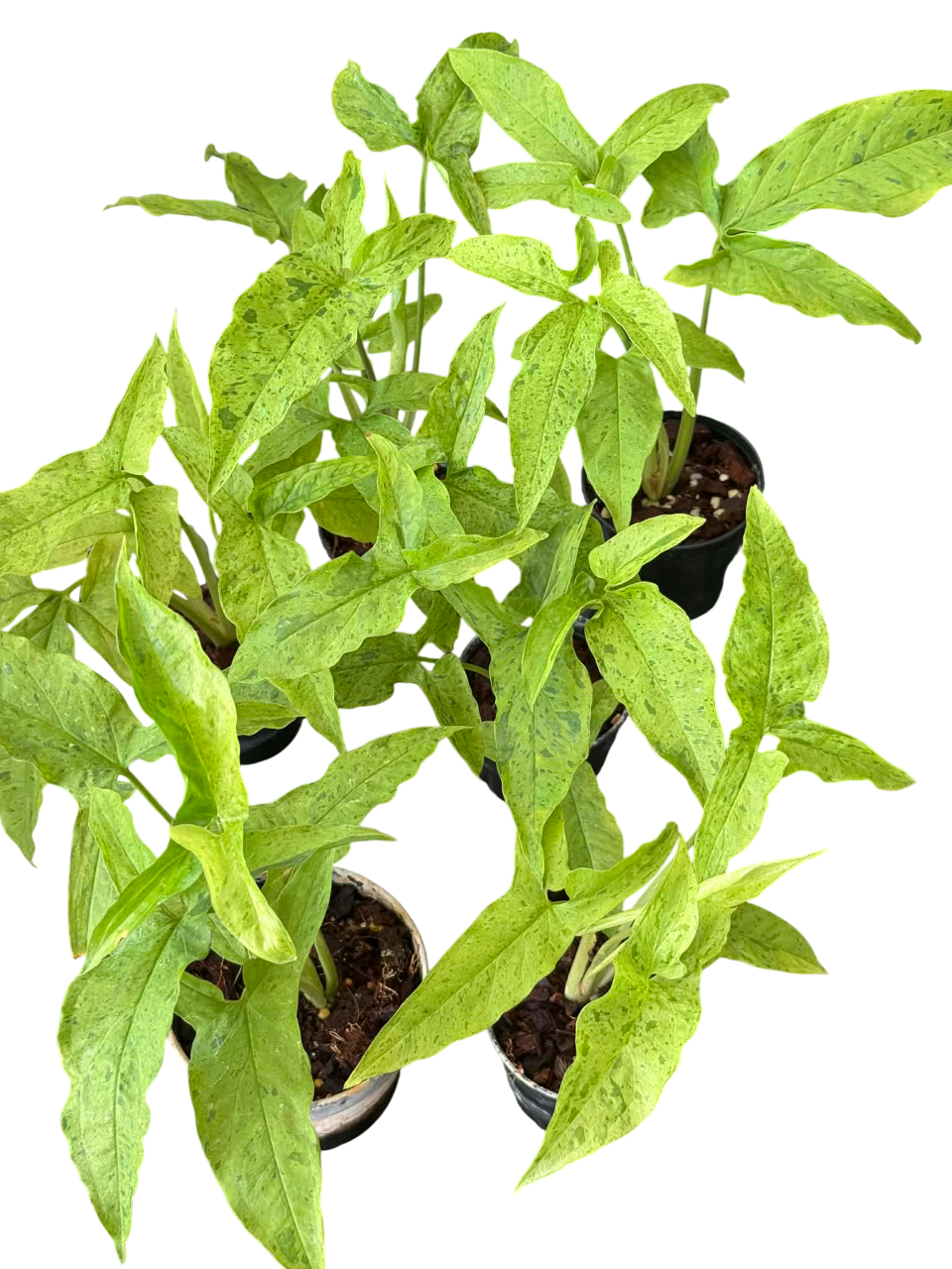 Syngonium Frog in a blender-Set of 10 plants