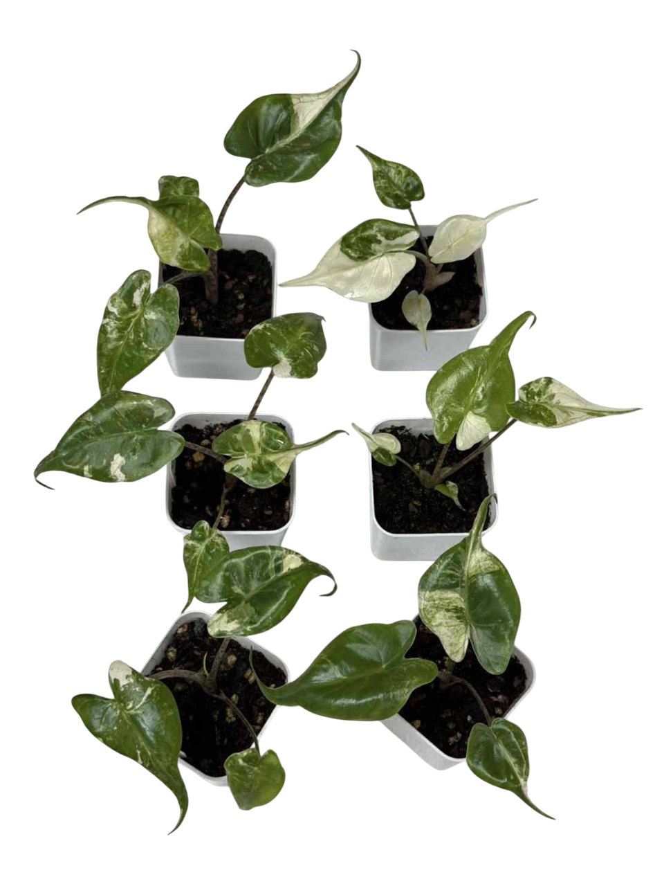 Alocasia Stingray Albo Variegated