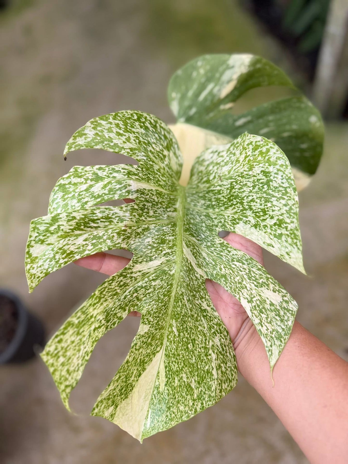 Monstera starlight 2leaves