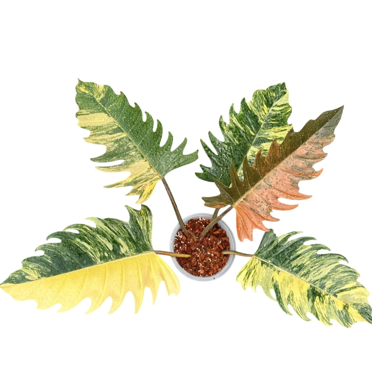 Philodendron Caramel Marble Variegated – Lucky Plants Thailand