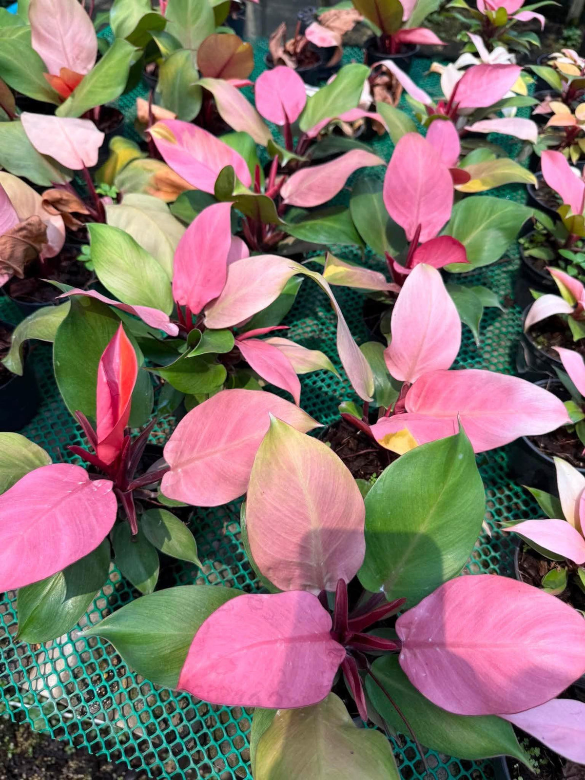 Philodendron Cherry Red Pink Variegated | Set of 3 Plants