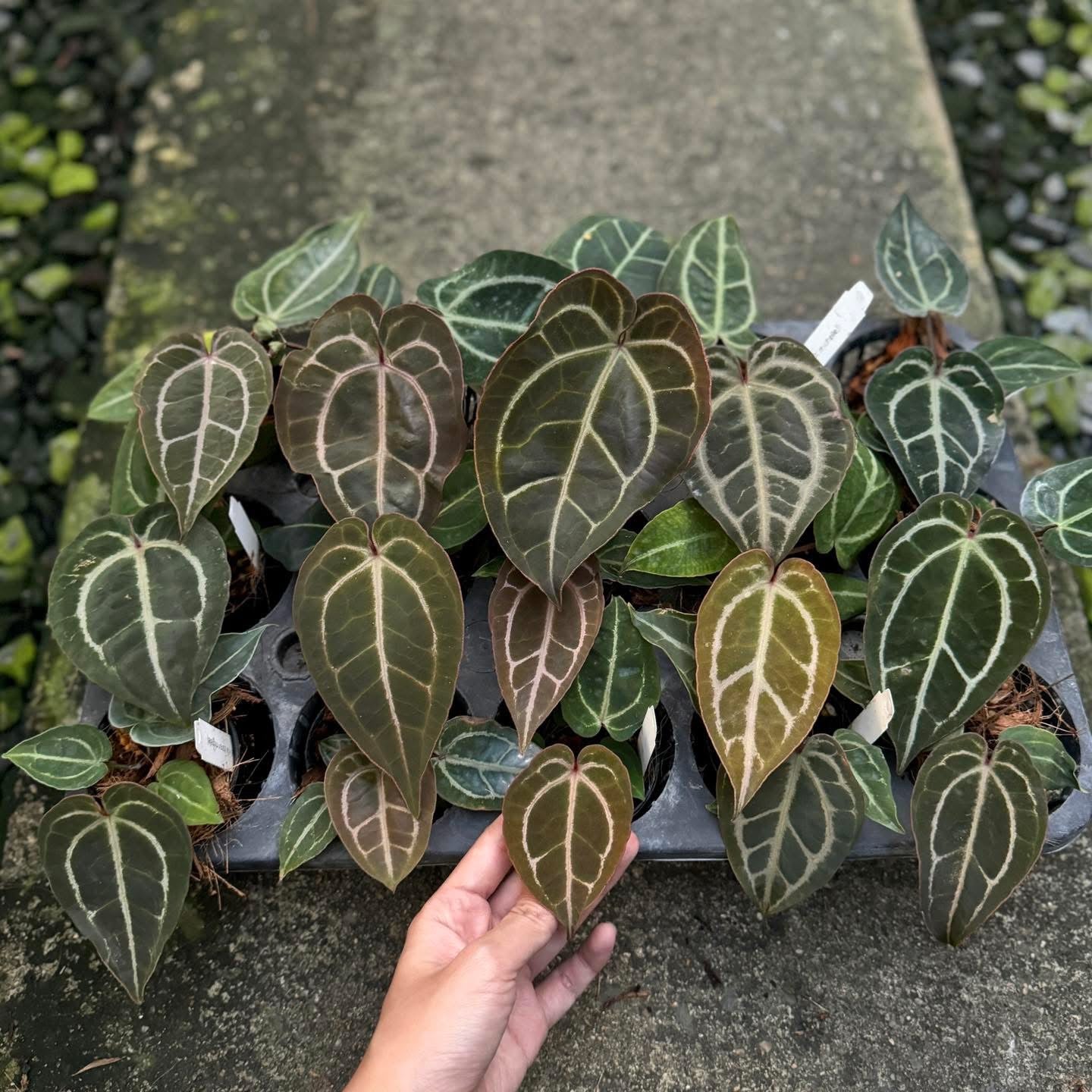 Anthurium (Zara x Michelle) x (Zara x Michelle)
Set of 15 plants