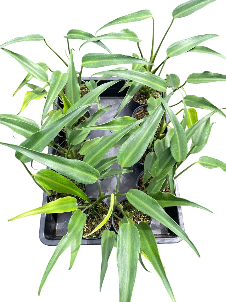 Monstera Burle Marx Flame – Set of 10 Plants