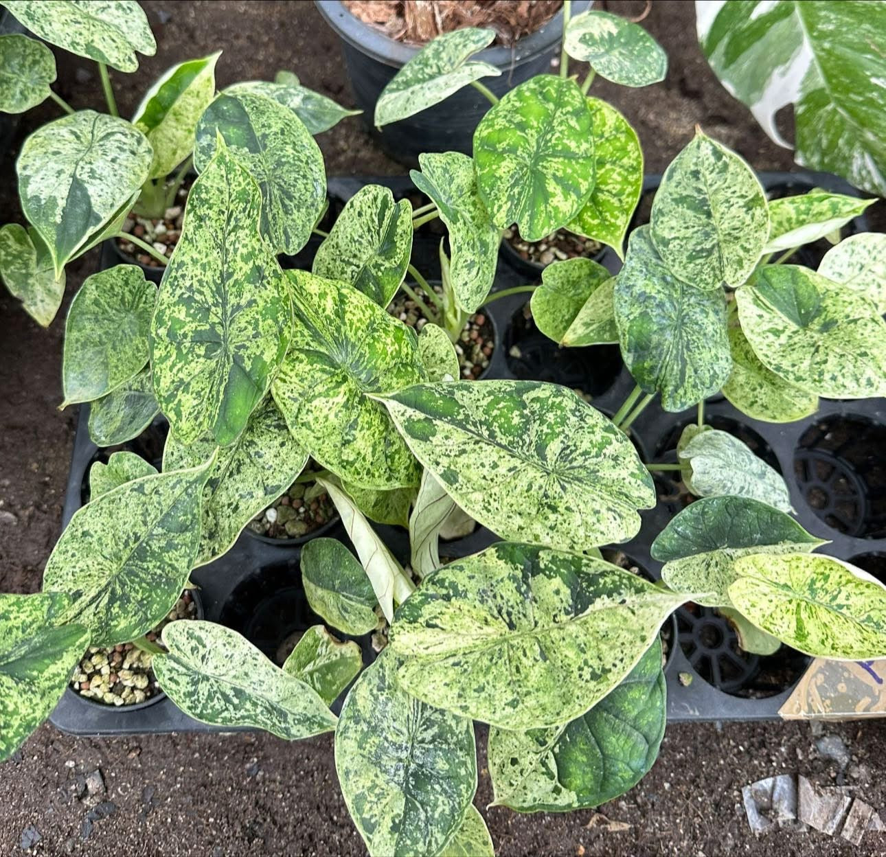 Alocasia Dragon Scale Mint Marble Variegated