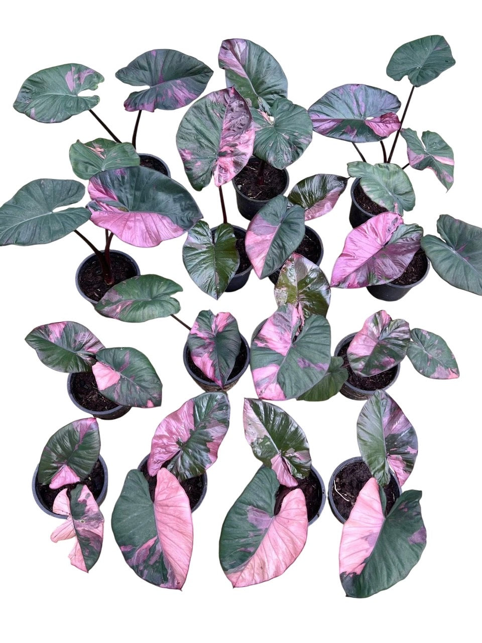 Alocasia Pink Serendipity Variegated – Lucky Plants Thailand