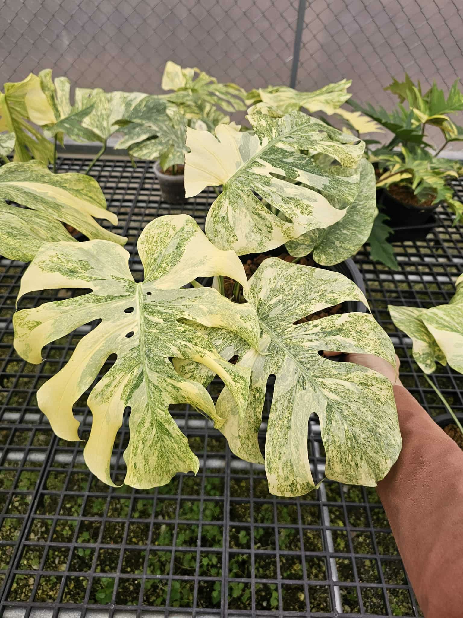 Monstera Thai Constellation Legacy
