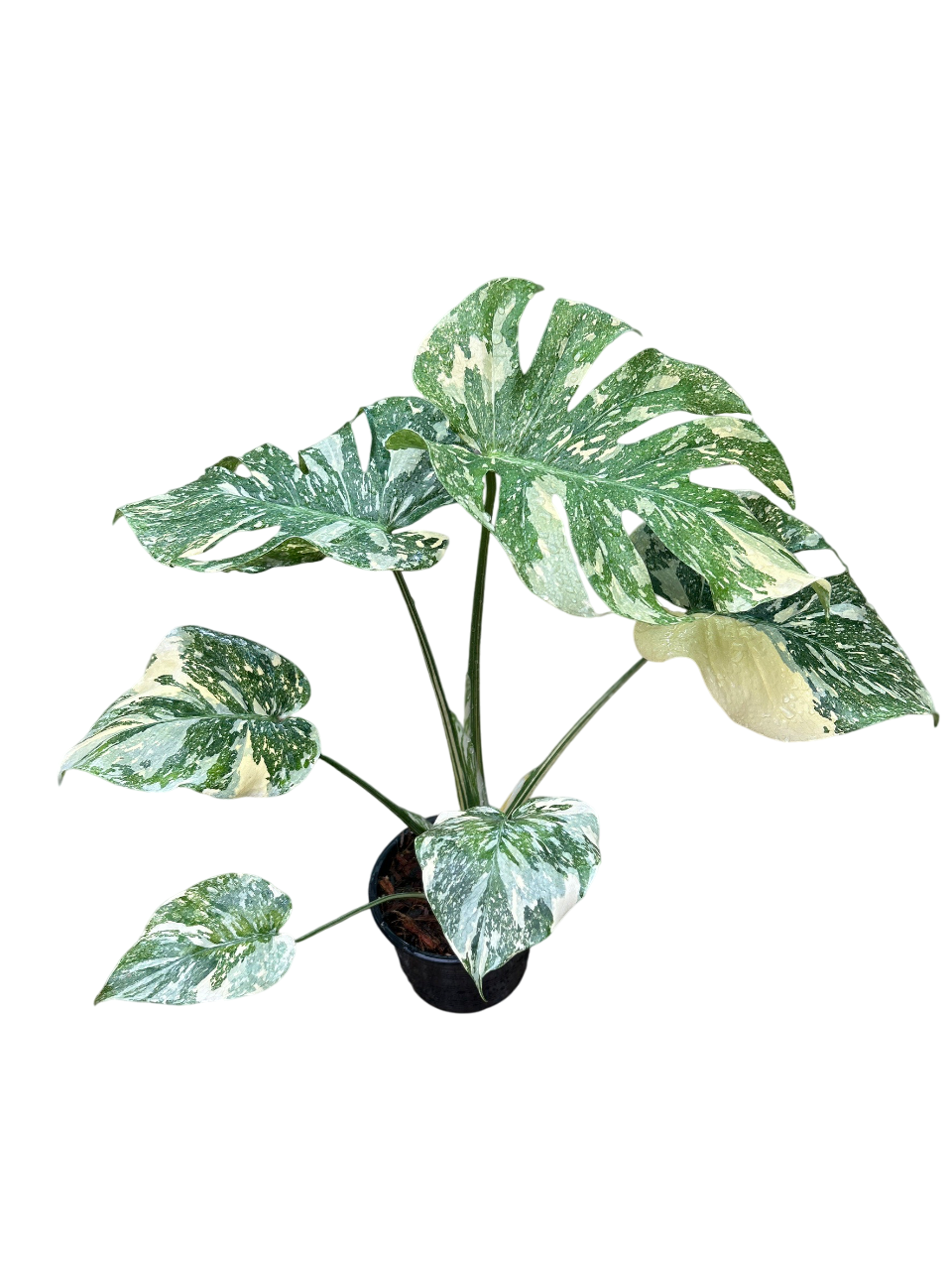 Monstera Deliciosa “White Snow”