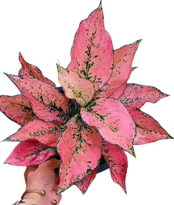 Bundle of 5 Plants Aglaonema “Maha settee tri phet ”