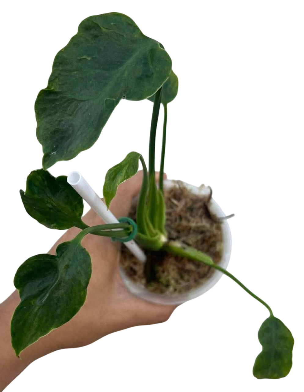 Monstera deliciosa zombie