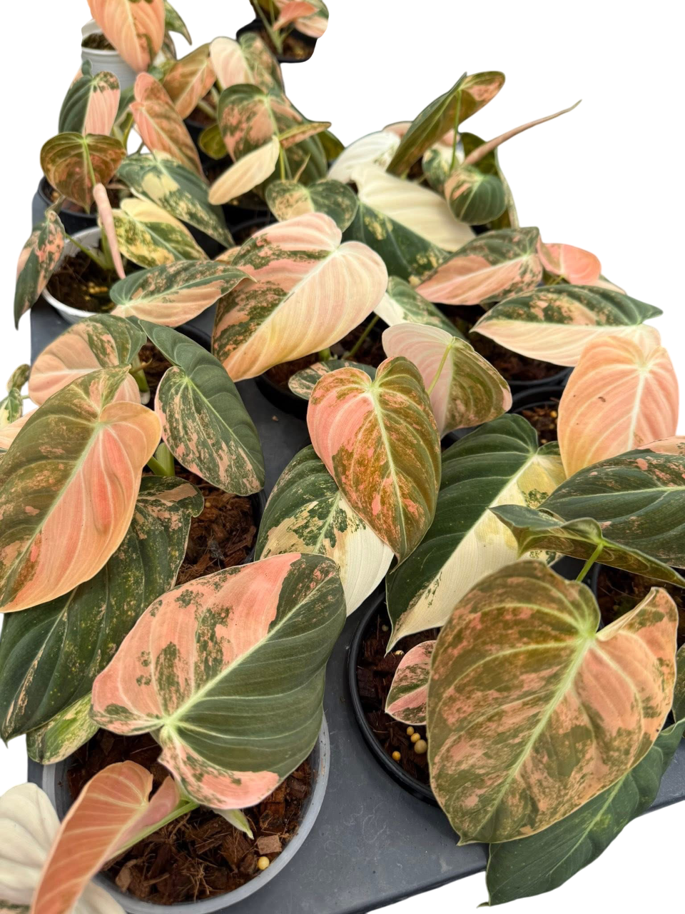 Philodendron Melanochrysum Pink Variegated