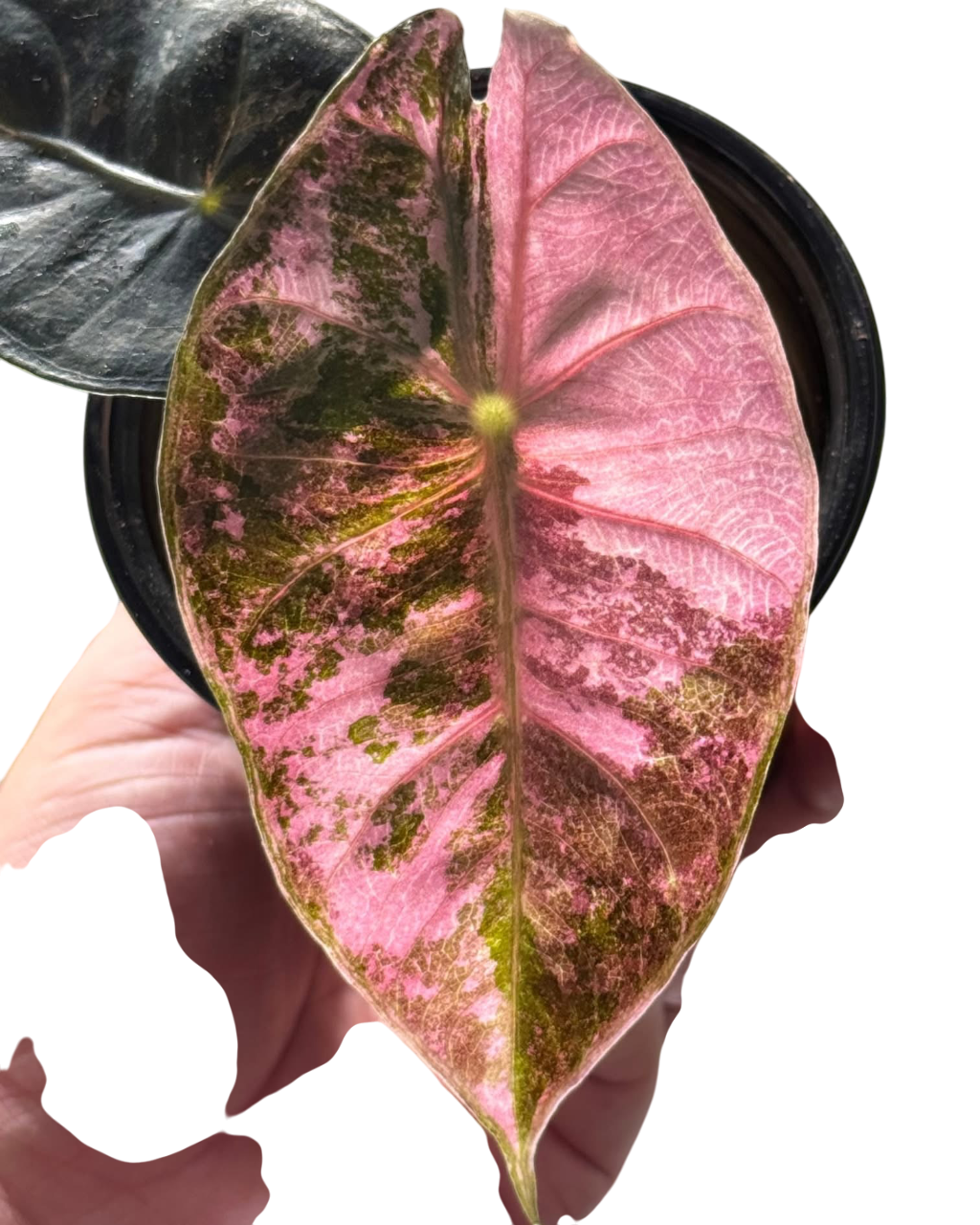Alocasia Nairobi Night Albo – Lucky Plants Thailand