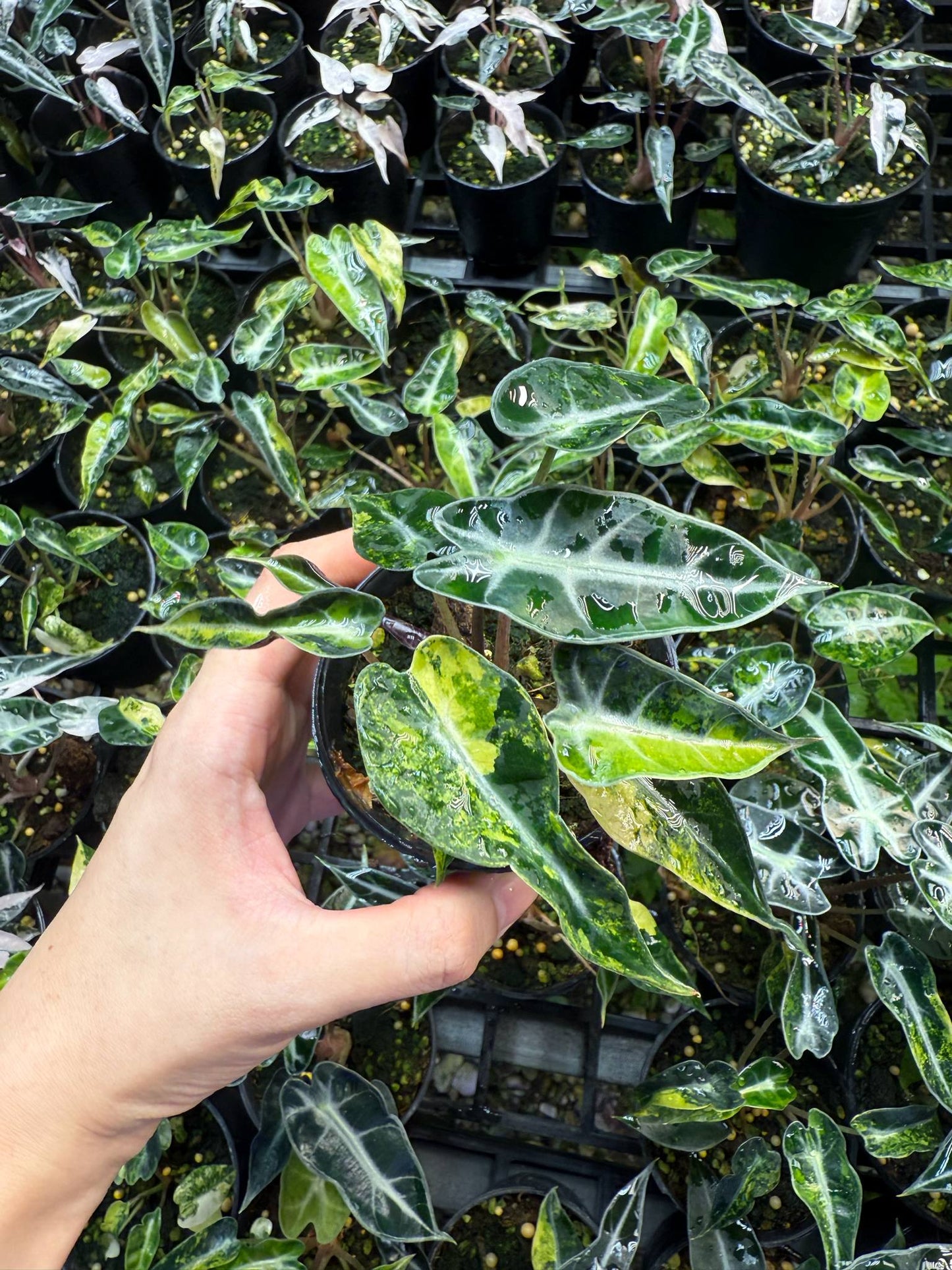 Alocasia bambino aurea var. set 10 plants