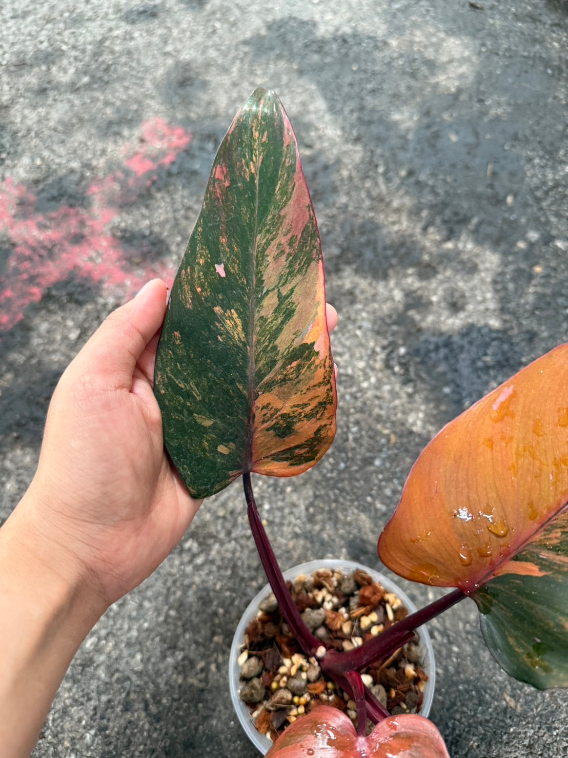 Philodendron pink princess tricolor var.