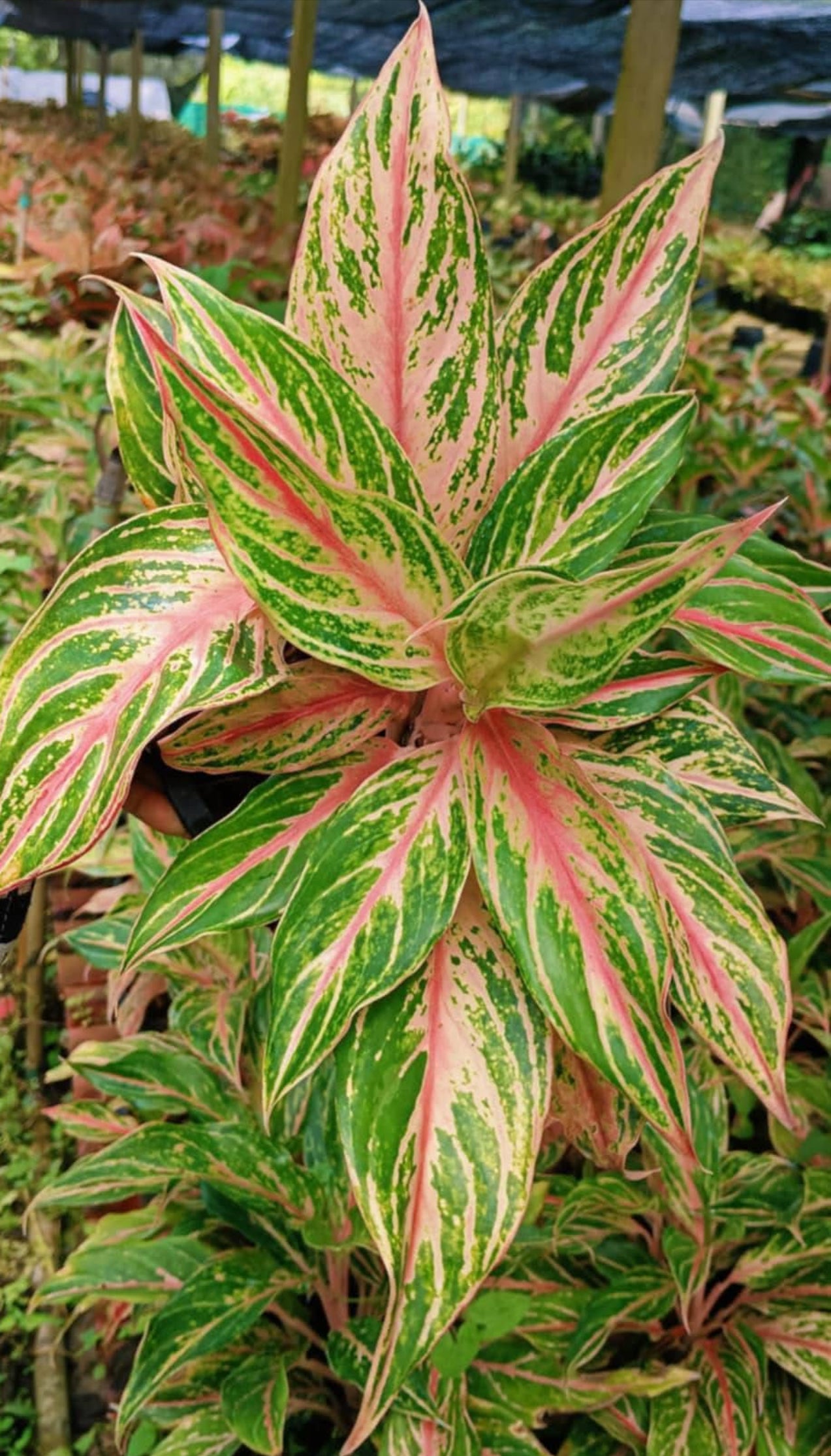 aglaonema sap Aglaonema “Kwak Sap” Set of 10 plants – Lucky Plants Thailand