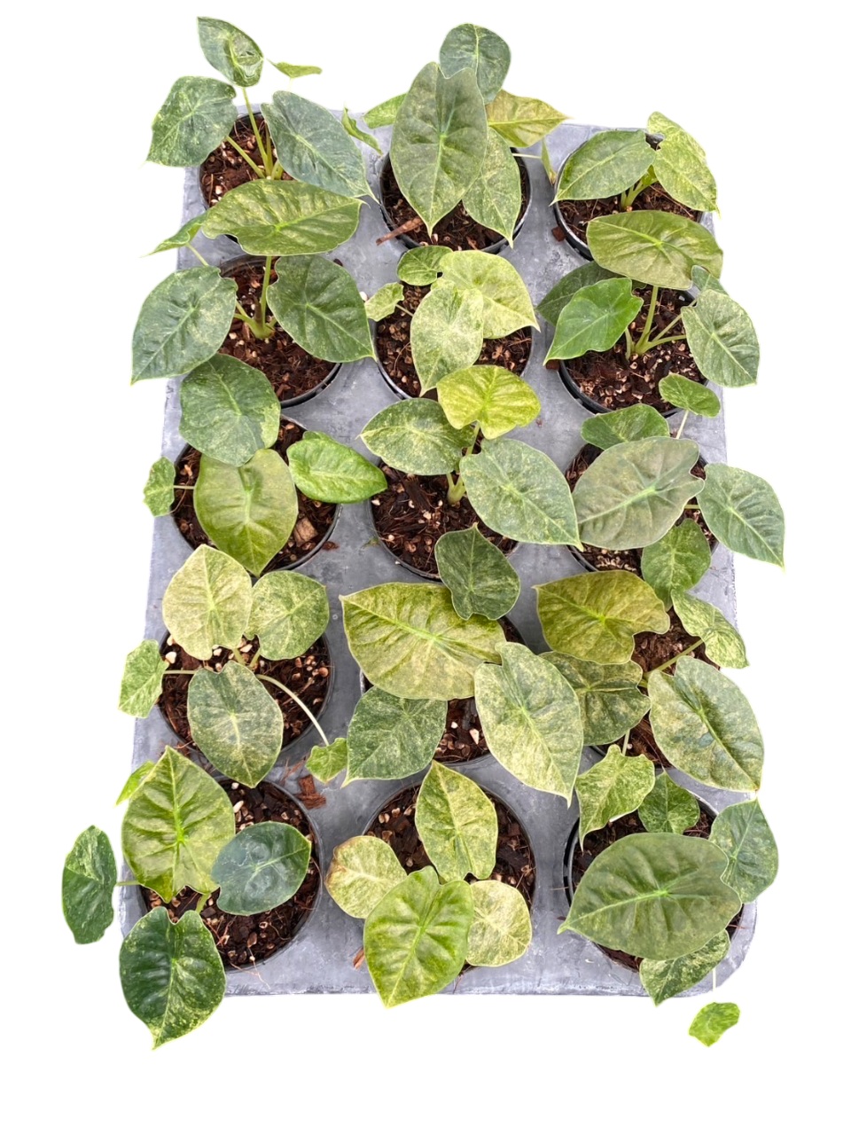 Alocasia Golden bone. Set of 10 plants.