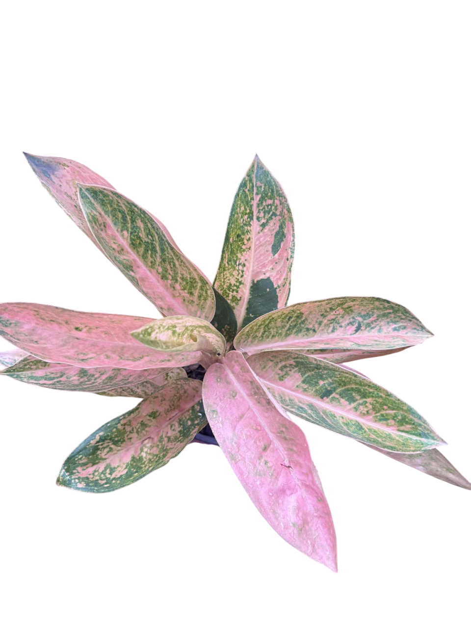 aglaonema large banana leaf Aglaonema “Pink Banana” Wholesale Set of 10 Plants – Lucky Plants Thailand