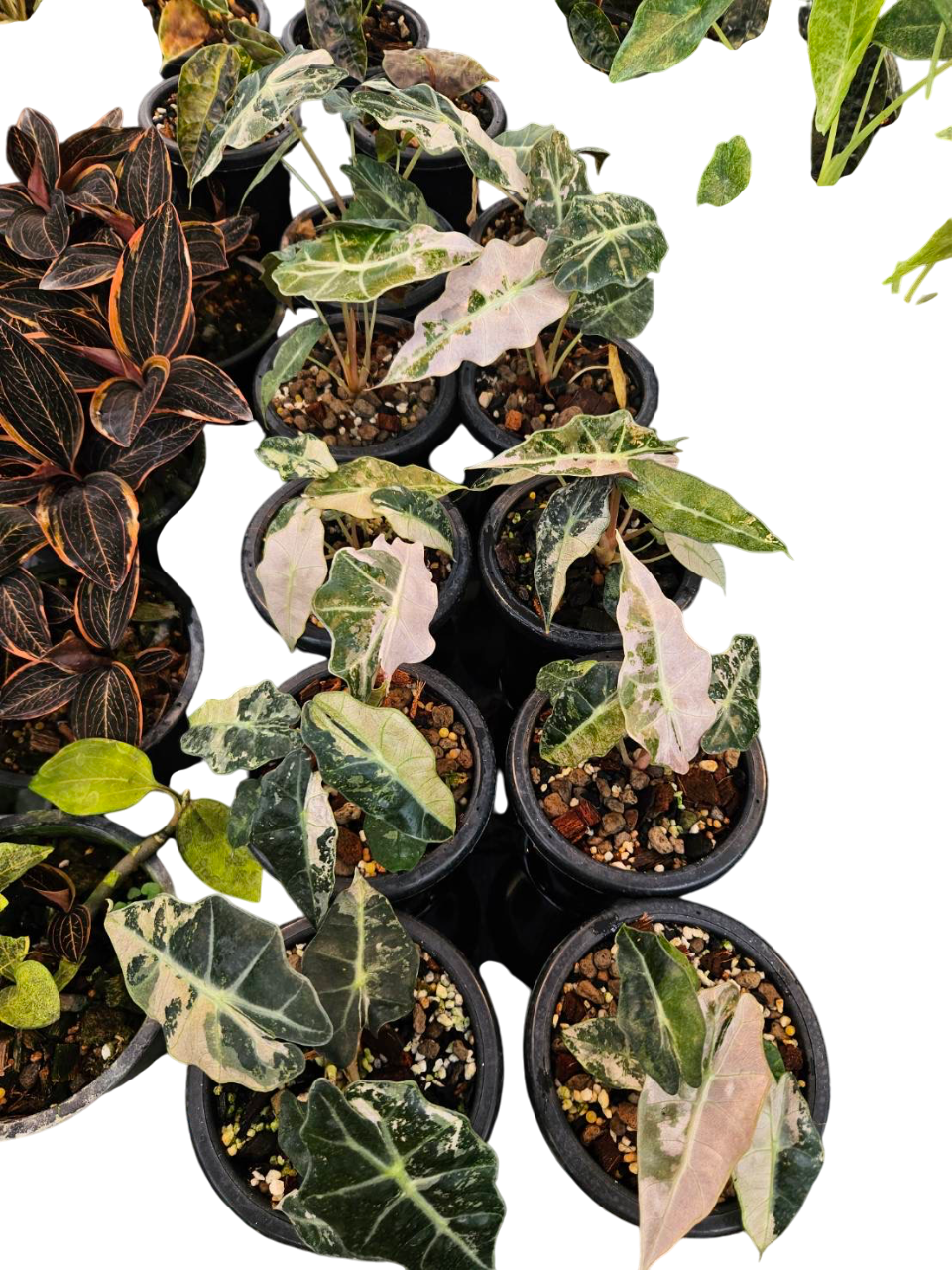 Alocasia Amazonica Albo Variegated.Set of 10 plants