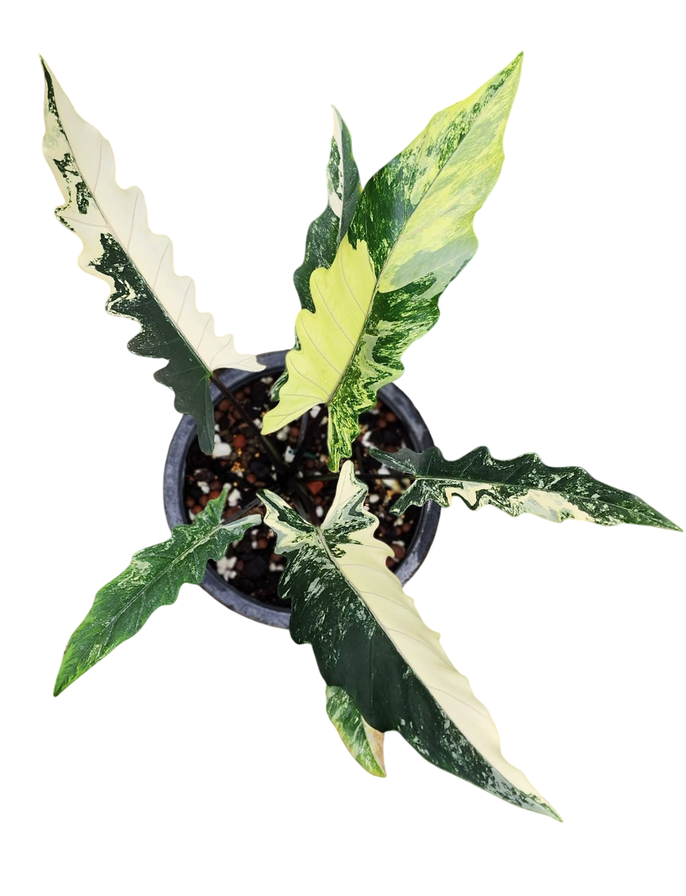 Alocasia Lauterbachiana Albo Variegated