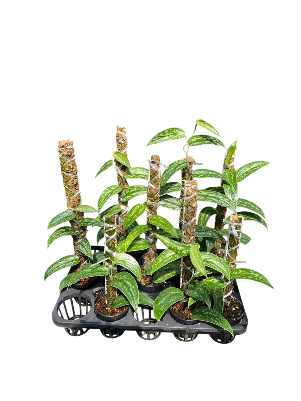 Scindapsus green army narrow. Set of 10 plants