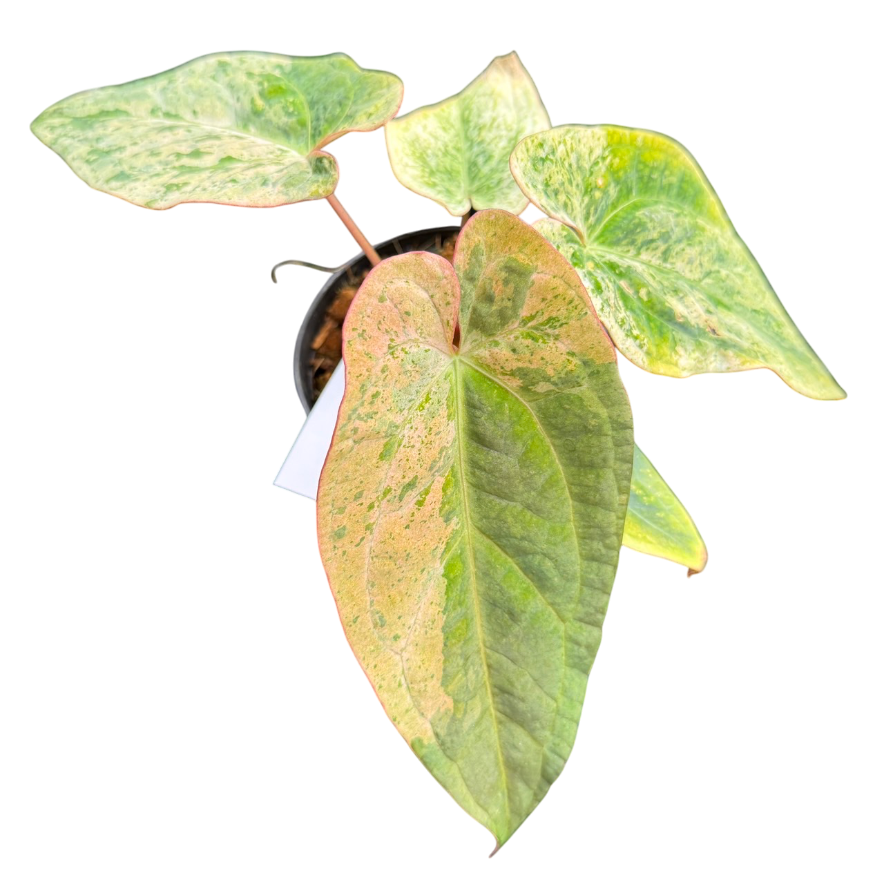 anthurium thai hybrid variegata Anthurium Bullion X peach Lava var. – Lucky Plants Thailand
