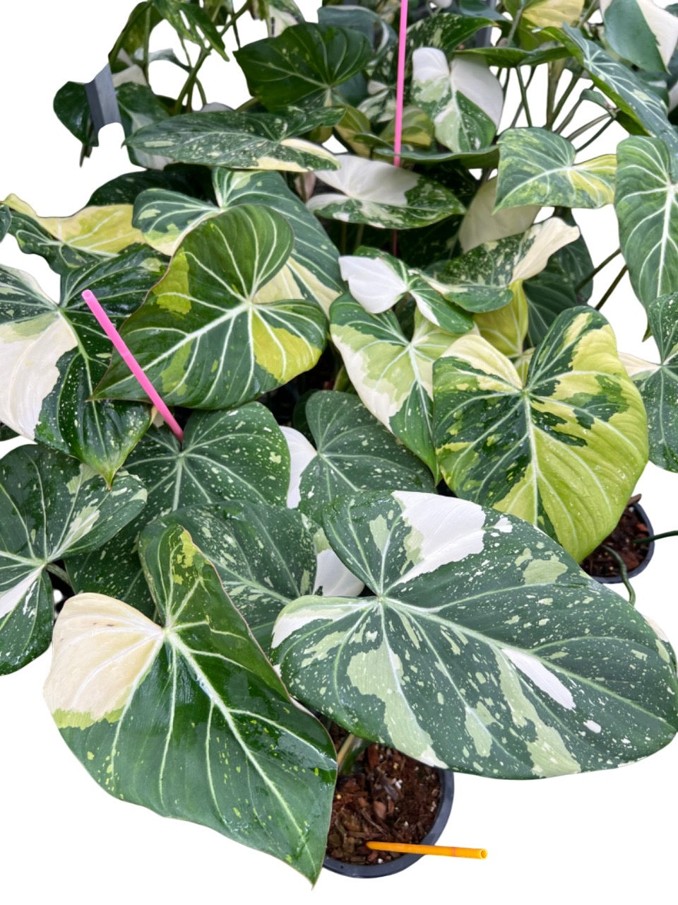 Philodendron Gloriosum Variegated Big size – Lucky Plants Thailand