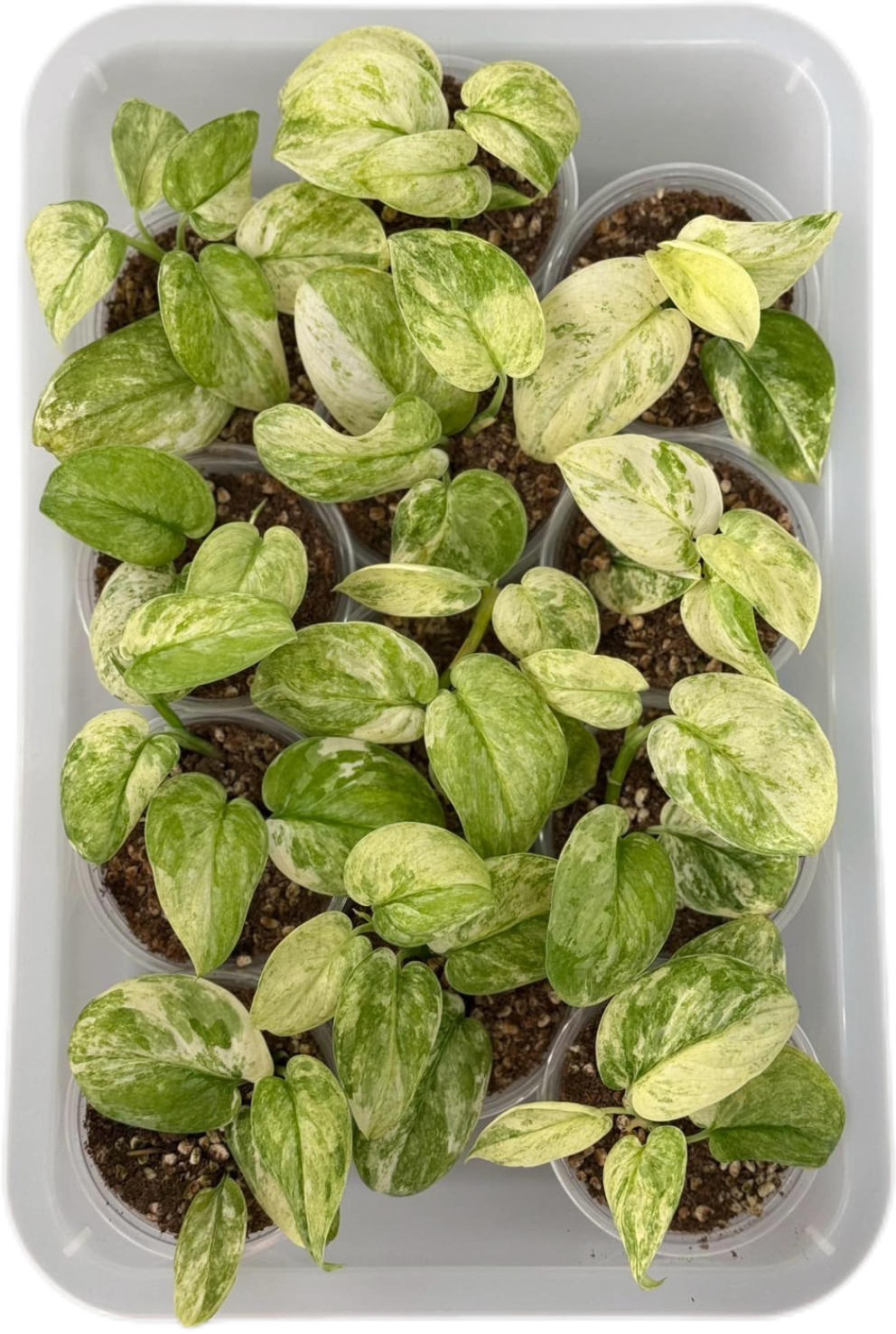 Scindapsus Jade Satin Marble Variegated – Set of 10 Plants