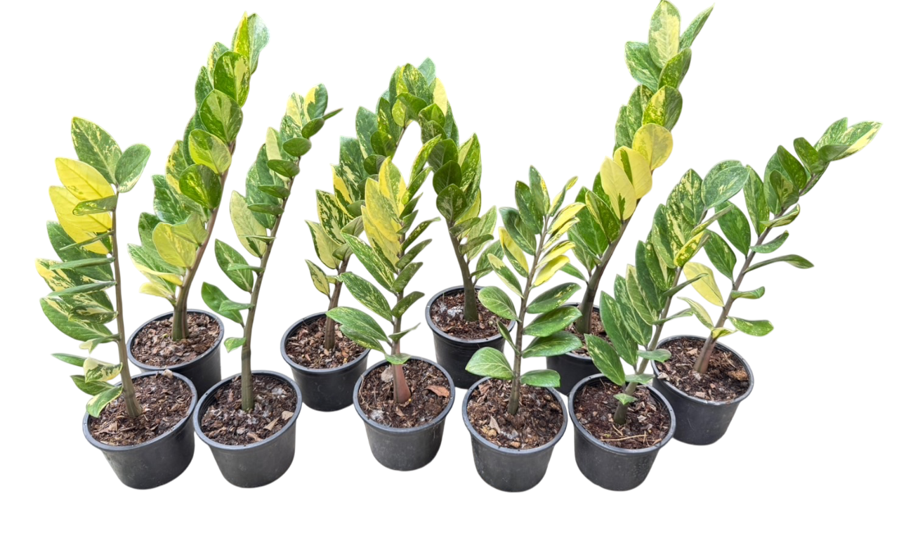 Zamioculcas zamiifolia Aurea Variegated Set of 5 plants
