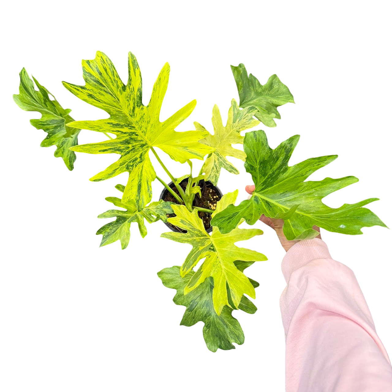 philodendron selloum brown spots on leaves Philodendron Selloum Variegated (1plant) – Lucky Plants Thailand