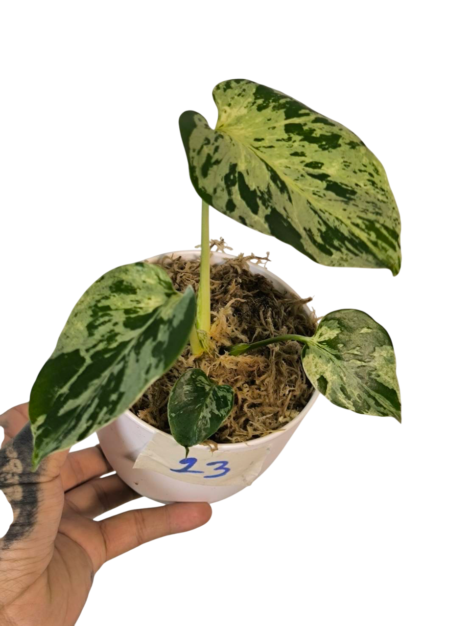 Monstera Deliciosa “Bulbasaur” (Seedling, 3-inch Pot) from TC