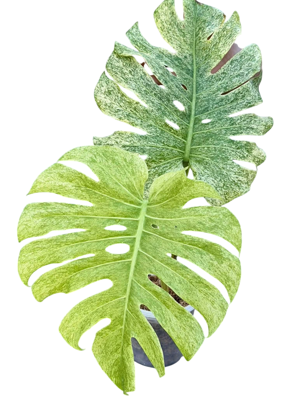 Monstera deliciosa Full mint "white tear"  Lucky Plants Thailand