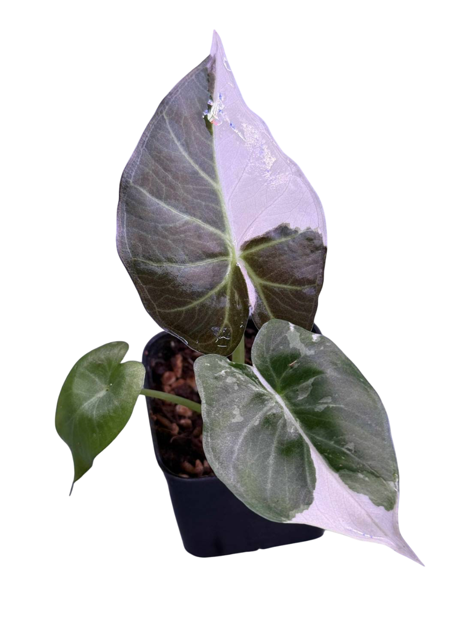 Alocasia Regal Shield albo – Lucky Plants Thailand