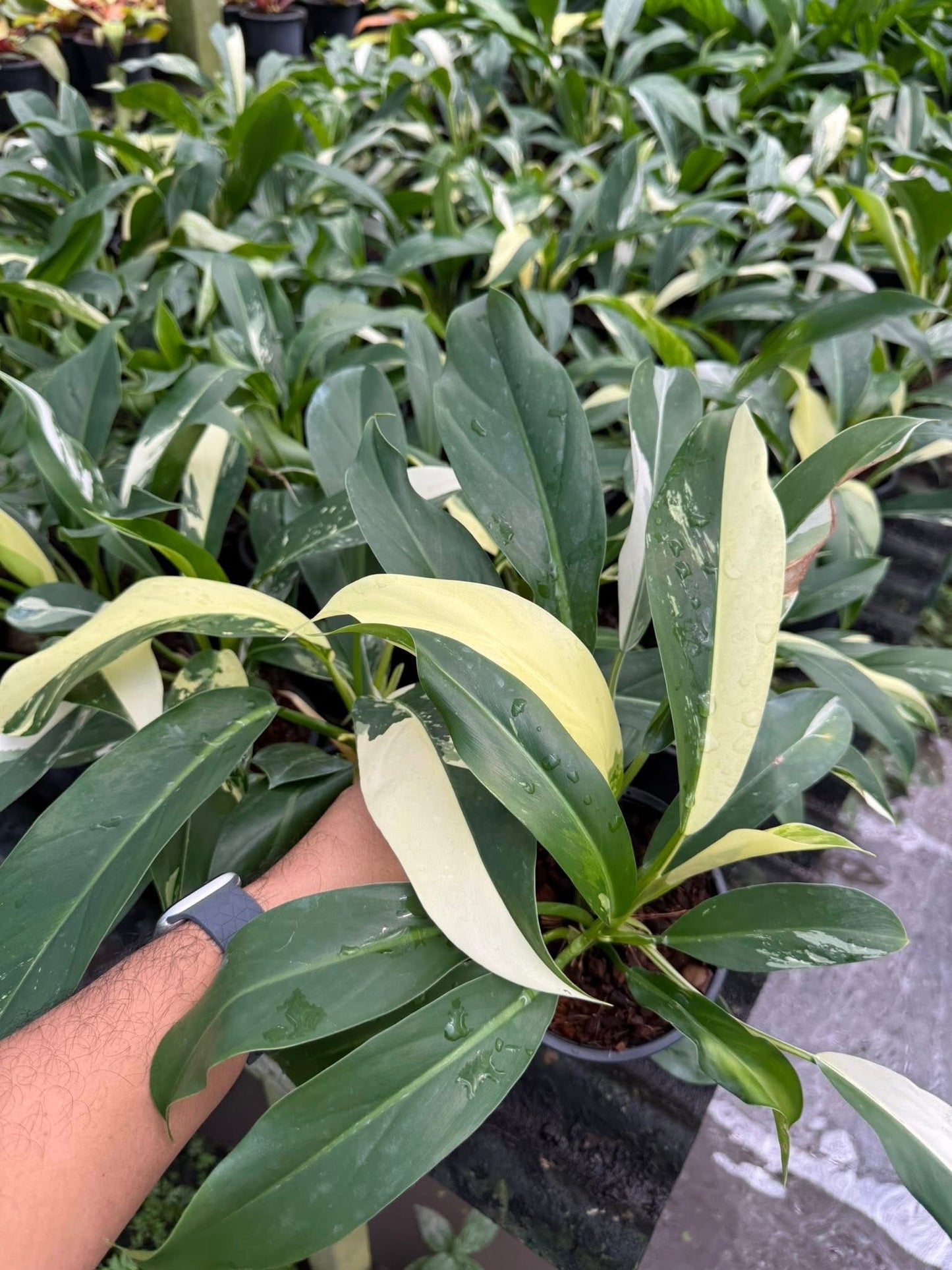 Philodendron Wend imbe- Set of 10 plants