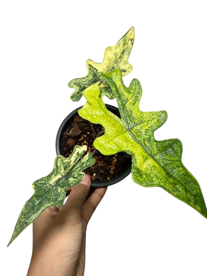 Alocasia jaclyn aurea variegated.