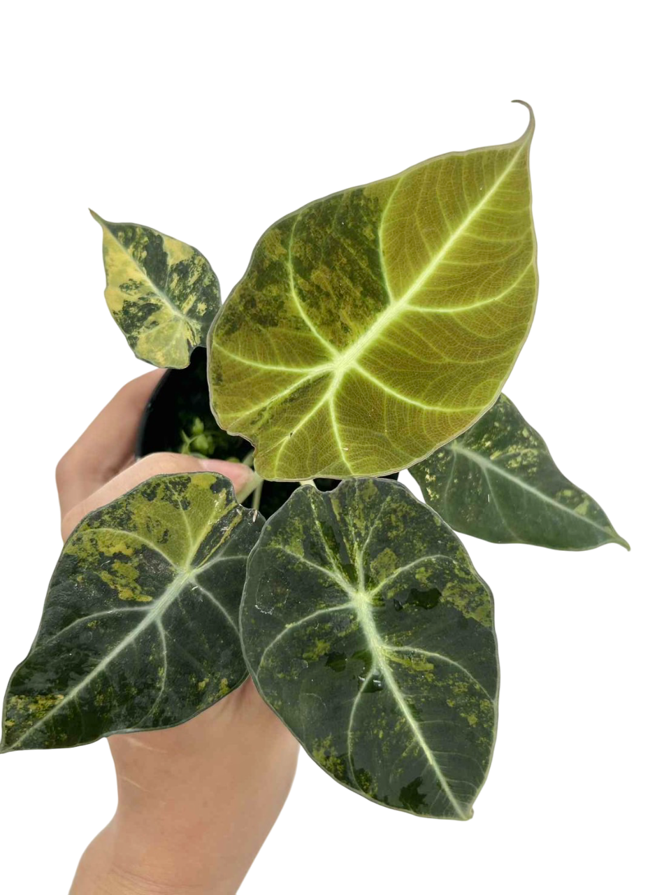 Alocasia Black Velvet “Gold” Variegated Set of 3 plants