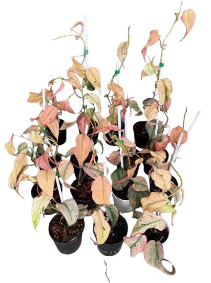 Philodendron micans pink mint mutation -Set of 10 plants