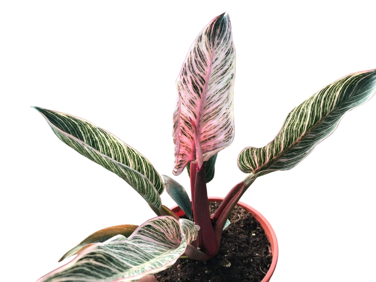 Philodendron Birkin pink Variegata – Lucky Plants Thailand