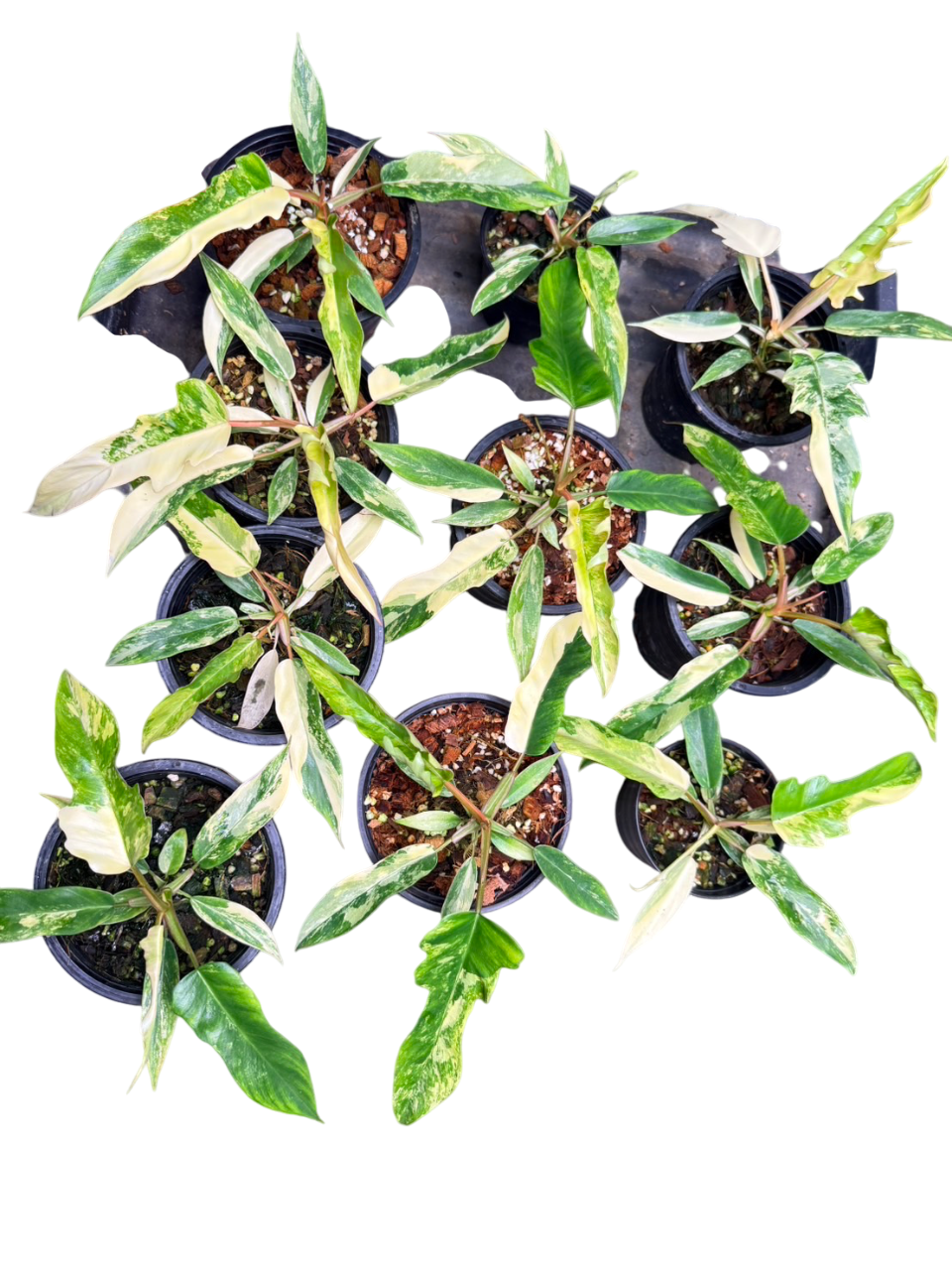Philodendron Florida Beauty x Tortum Variegated – Set of 10 Plants