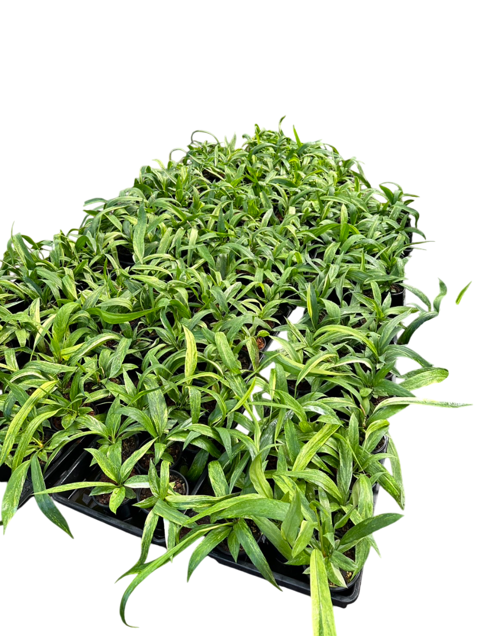 Anthurium Vittarifolium Variegated Set of 10 Plants