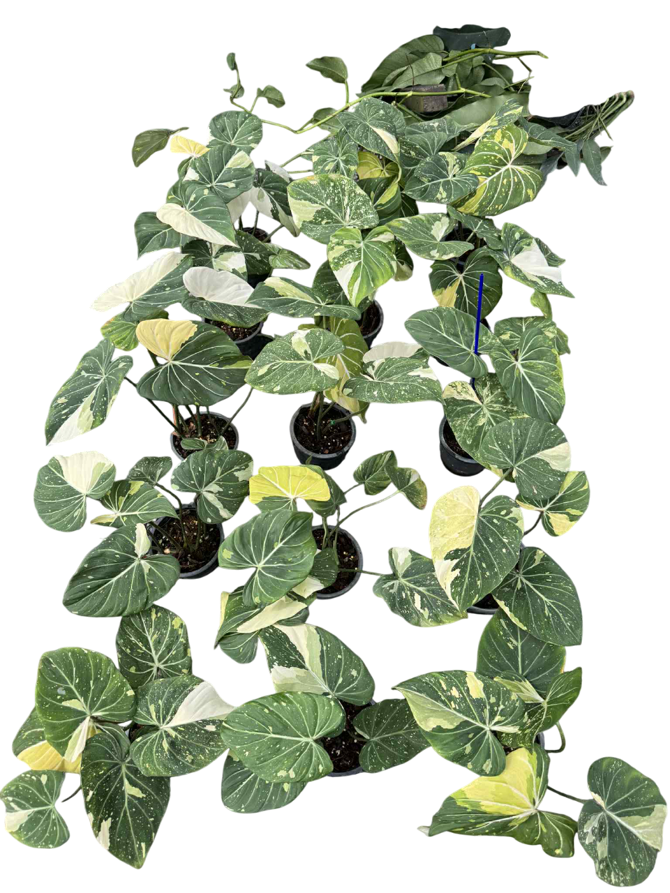 Philodendron Gloriosum Variegated Set of 10 plants