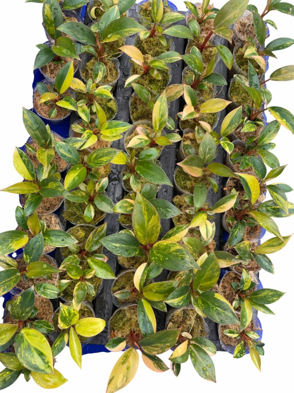 Philodendron Red Congo Variegated - Set of 10 Plants