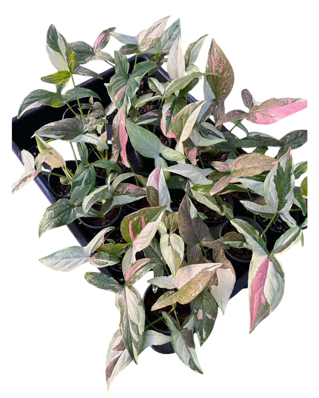 Syngonium chocolate Tricolor - Wholesale Bundle (Set of 10 Plants)
