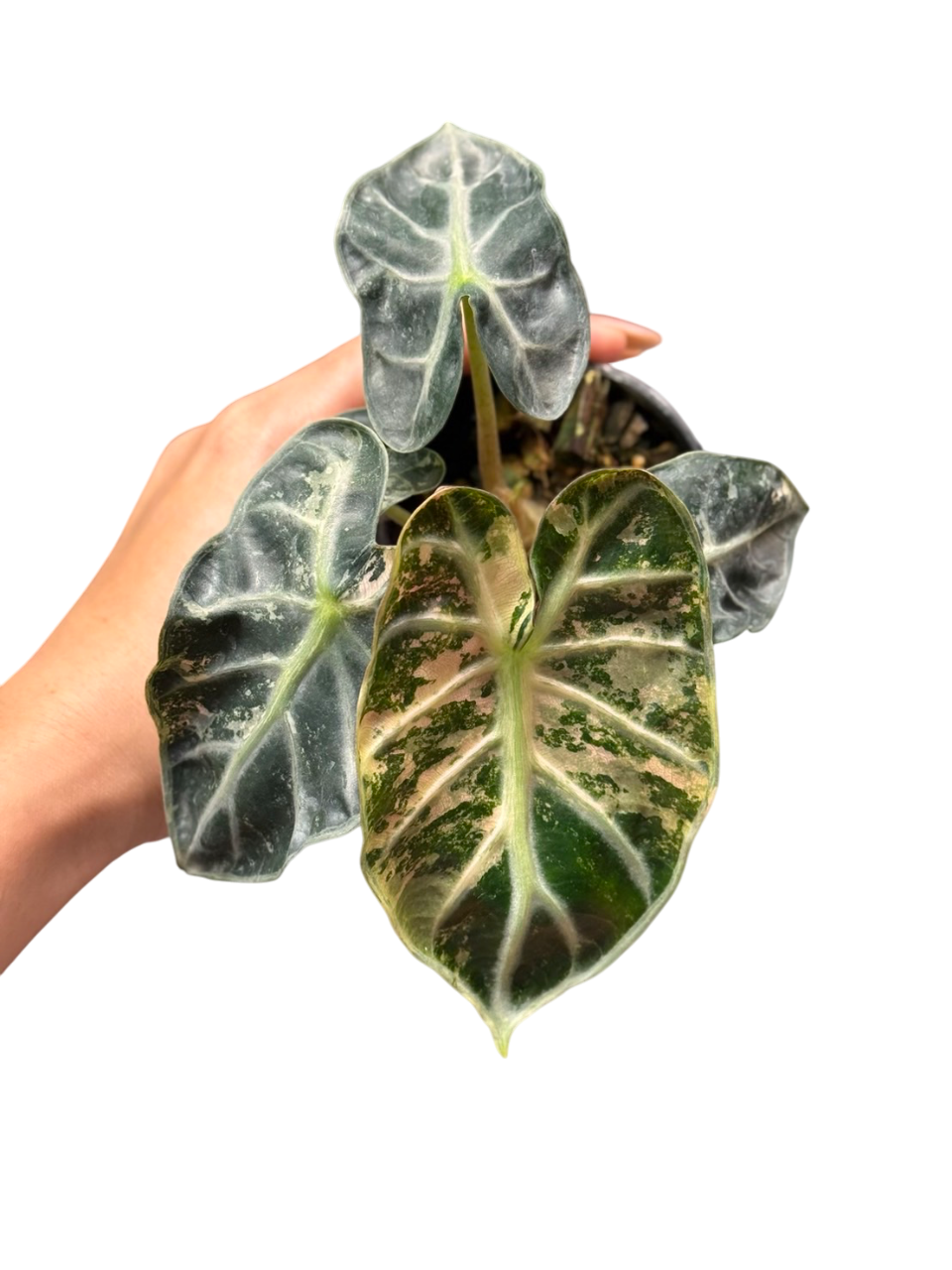 Alocasia heart balloon