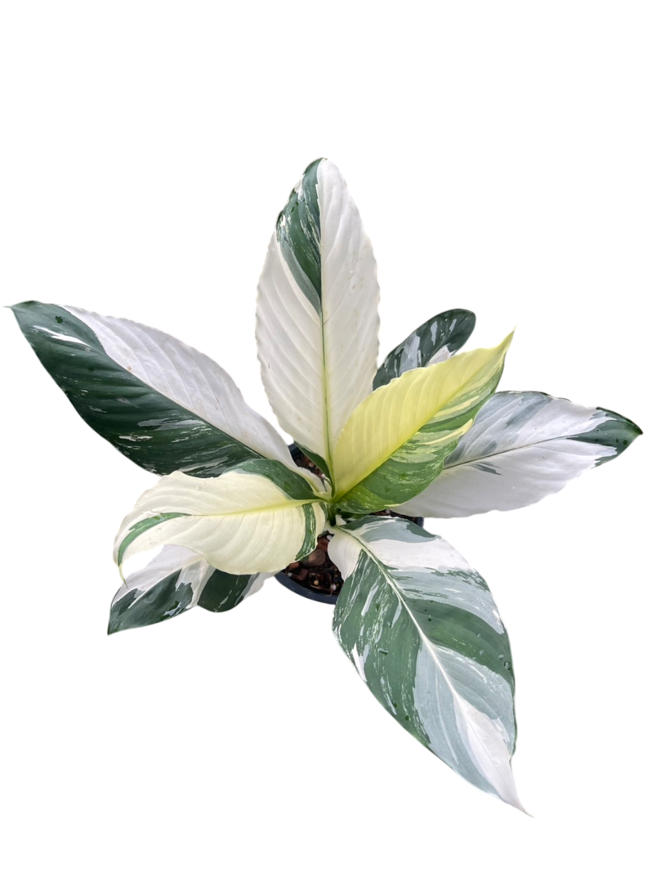 Spathiphyllum Sensation Variegated – Lucky Plants Thailand